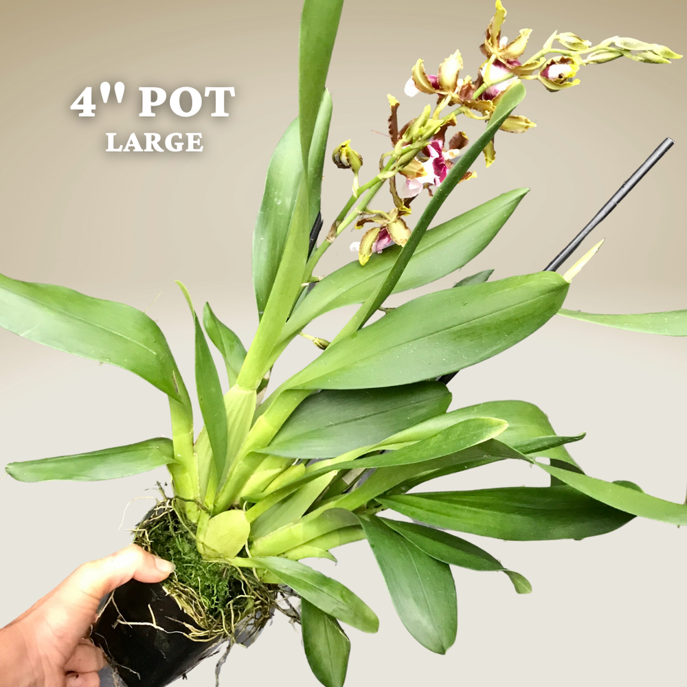 Onc. Witch's Jewel — Palmer Orchids